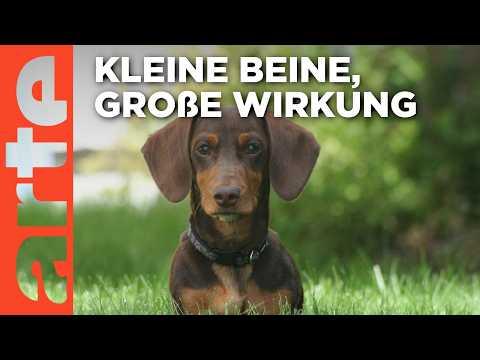 Der Dackel | Doku HD | ARTE