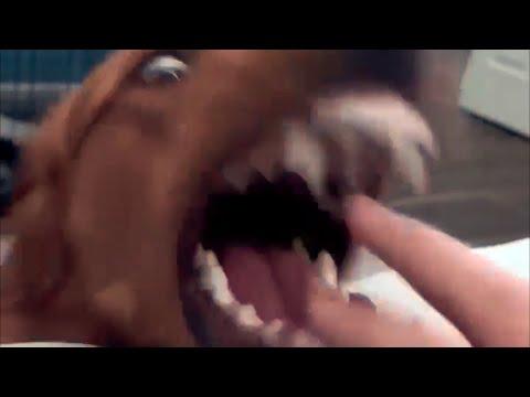 UNUSUAL MEMES COMPILATION V353