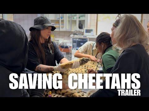 TRAILER: Saving Cheetahs | Returning to CCF