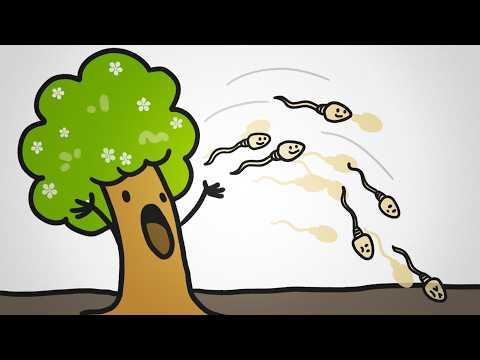 Pollen Is Not Plant Sperm (It’s MUCH Weirder)