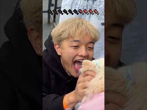 they want to eat temmie...