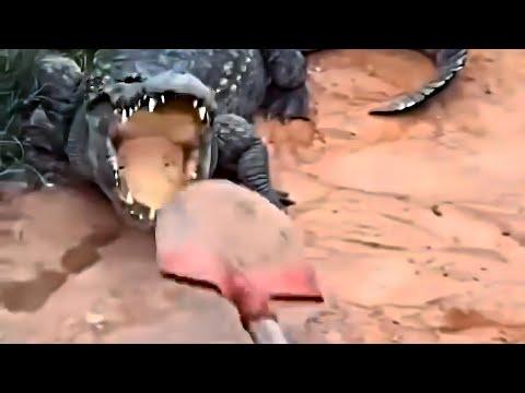 UNUSUAL MEMES COMPILATION V348