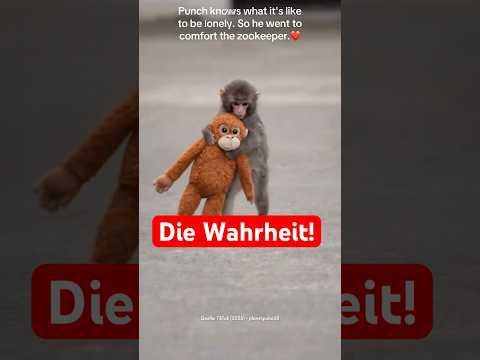 Die Wahrheit hinter Äffchen Punch