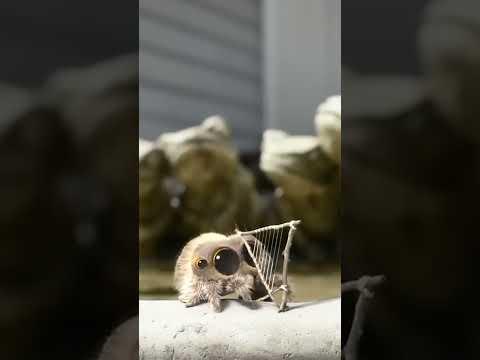 The Itsy Bitsy Lucas #lucasthespider #music #kidsvideo