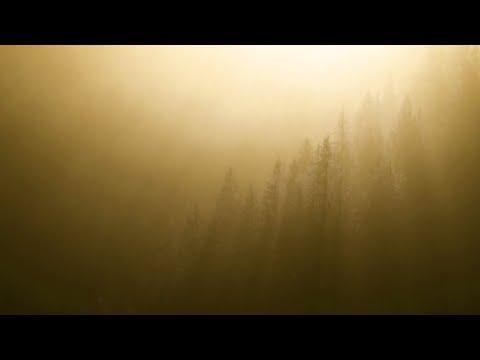 Ichika Nito - should’ve cried (official visualizer)