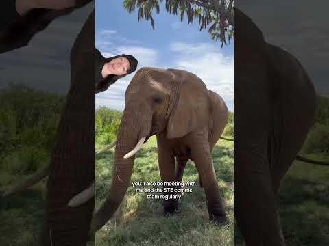 apply now!! #videoediting #animals #wildlife #animals