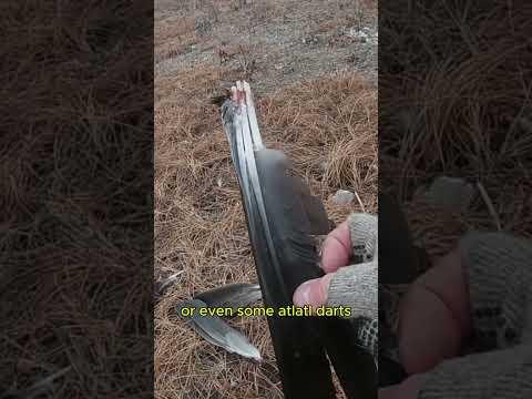 Scavenging A Coyote Kill #survival #bushcraft #outdoorskills #survivalskills #survivalskillsanywhere