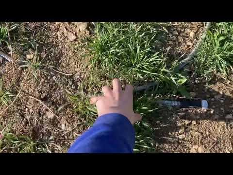 Touching grass