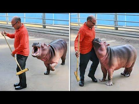 Wenn sich Tiere ihre Besitzer aussuchen. Die lustigsten Videos von 2025