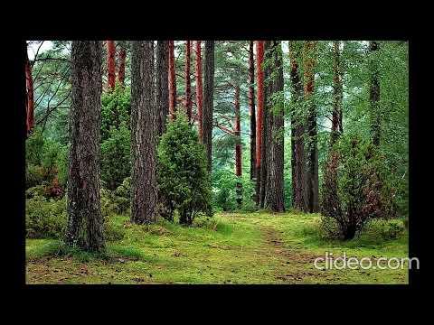 where's the bigfoot?