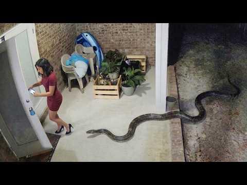 Verfluchte Natur, du bist furchterregend | Seltene & gruselige Tierbegegnungen