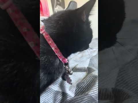 A Clip Of My Cat In April 2025 #shorts #cute #cat #animals