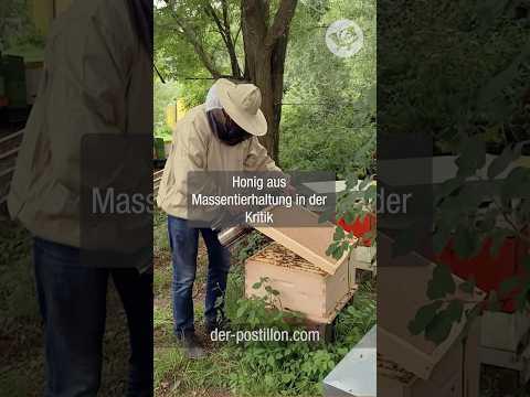 Honig aus Massentierhaltung in der Kritik