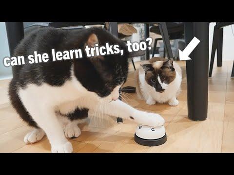 Trying to teach Pichi literally any trick