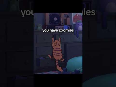 so, are you lofi cat?