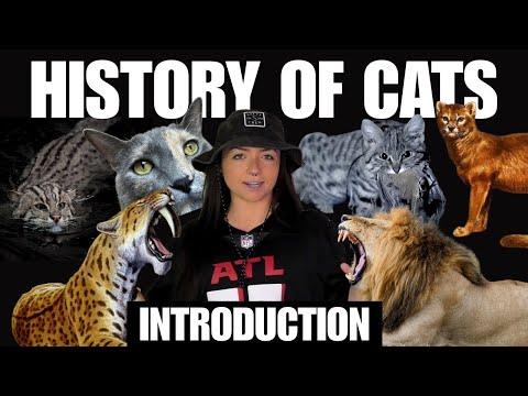 NEW SERIES: The History of Cats (That We Know Of) OUT 4/30