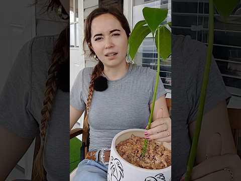 They thought I was still in school… 🧍‍♀️ #shorts #plant #storytime #mayahiga #twitch