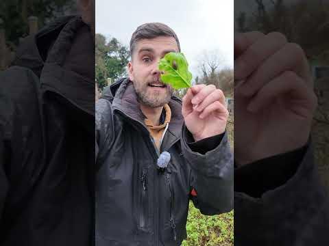 Spinat auf der Dopingliste? #Spinat #Garten #Sport