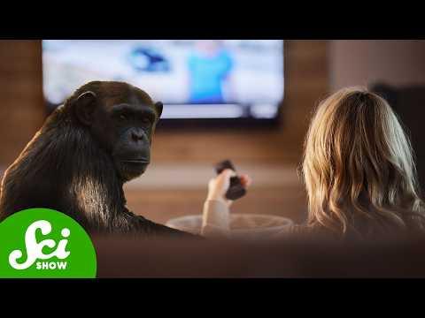 Chimps Love "People Watching" Too