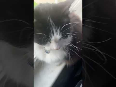 It’s Now Officially Time For Pixie To Do This Trend #shorts