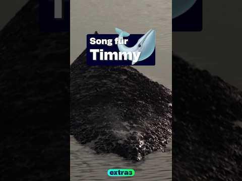 Song für Timmy den Wal #Shorts #extra3