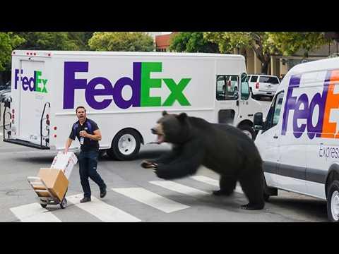 Lieferfahrer vs. Tiere | Wenn etwas schief geht