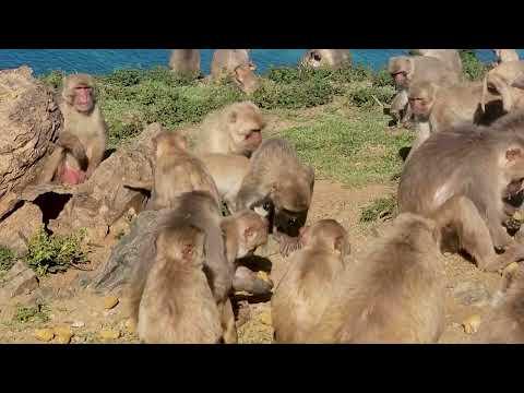 Meet The Macaques of Monkey Island