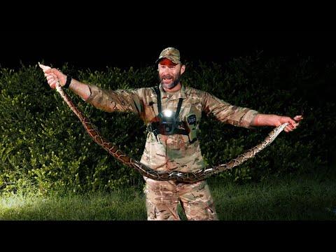 Dunkle Tigerpython: Wir jagen Amerikas gefährlichste Schlange