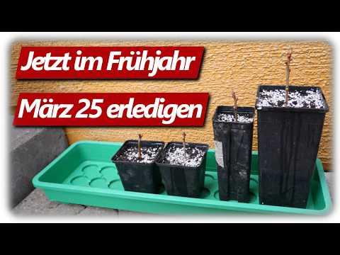 Johannisbeeren, Blaubeeren und mehr durch Steckholz vermehren und Geld sparen
