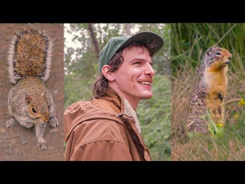 Columbian Ground Squirrel - Save the Squirrels initiative