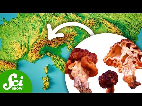 The Mushroom That Caused a Terrifying ALS Outbreak