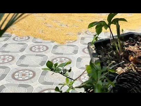 Roller vs. Reis?! 🛵 🍚