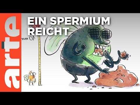 Fruchtfliegen-Blues | Wer nicht fragt, stirbt dumm Reupload | ARTE