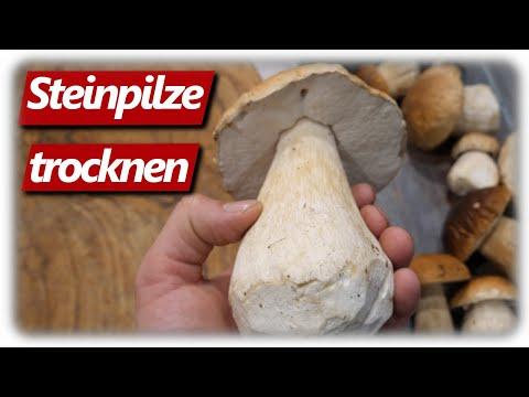 Pilze ohne Fehler selber trocknen | Schritt für Schritt Anleitung