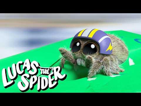 Lucas the Spider Goes Flying + More Cartoons for Kids