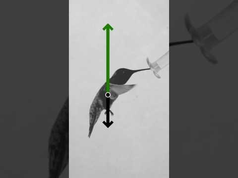 We Finally Understand How Birds Fly