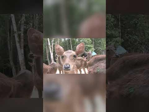 Deer: Deer Are Fine - Horrifying Planet