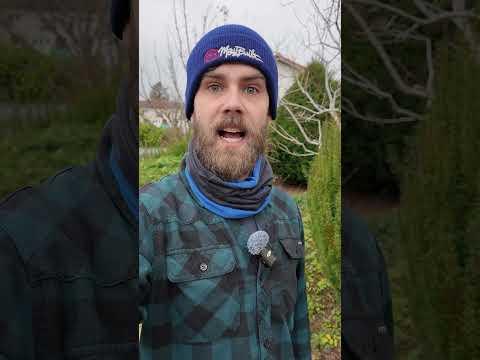 Heimische immergrüne Hecke - Die Eibe