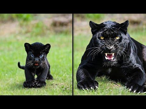 Tiere vor und nach dem Erwachsenwerden. Unglaubliche Verwandlungen von Tieren