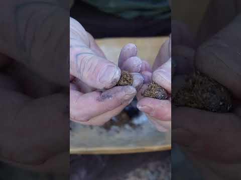 MAKE Pine Pitch Glue - The Pitch Ball #survival #pinepitchglue #survivalskills #survivalhacks #diy