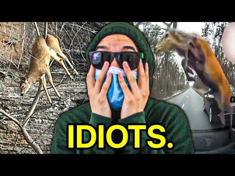 Deer are F*cking Stupid