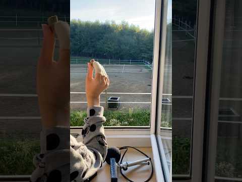 Sarina wirft Pferde Leckerlis aus dem Fenster 🪟 Wenn die Pferde vor dem eigenen Haus leben 🥹🐴