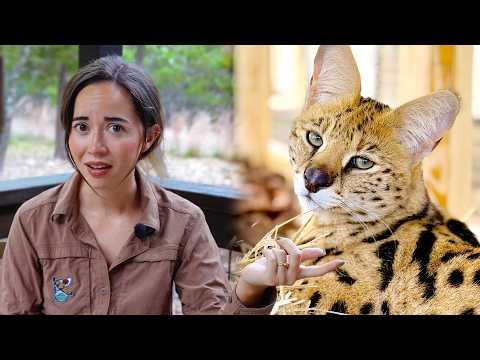 An Update On Our Rescued Serval
