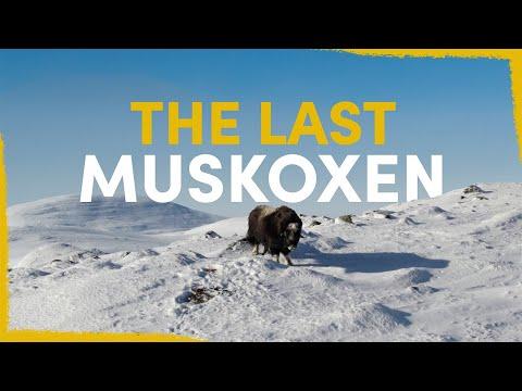 How We Found The Last Swedish Muskoxen