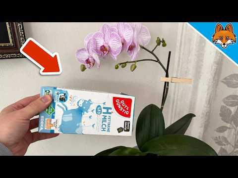 Kippe MILCH auf deine Orchideen und STAUNE WAS PASSIERT💥(Genialer Trick)🤯