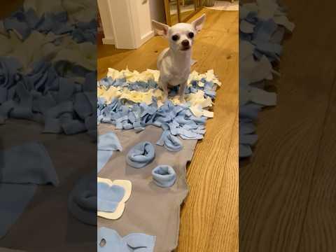 Hunde-Überraschung: ein Schnüffelteppich #ViktoriaSarina