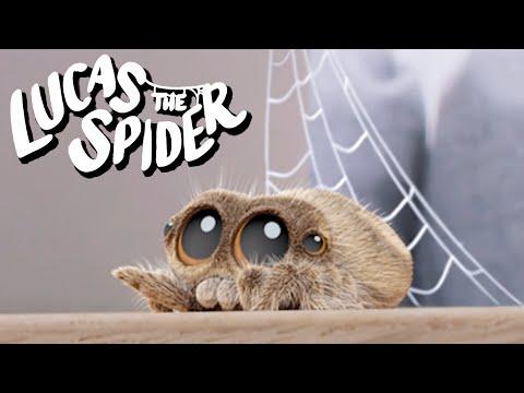Lucas the Spider Spins Some Webs