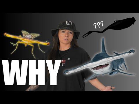 The Evolution of the Hammerhead (sharks & more!)