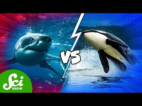 Which Animal Would Win In A Fight?