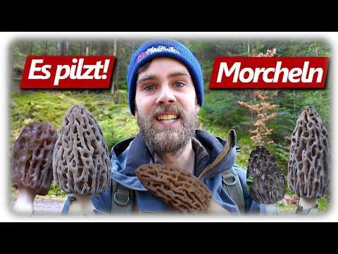 Pilze ohne Ende | Morchel Eskalation im März 2026 | Spitzmorcheln im Wald sammeln